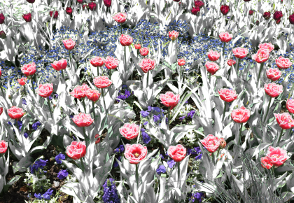 fleurs-83-1200c.png